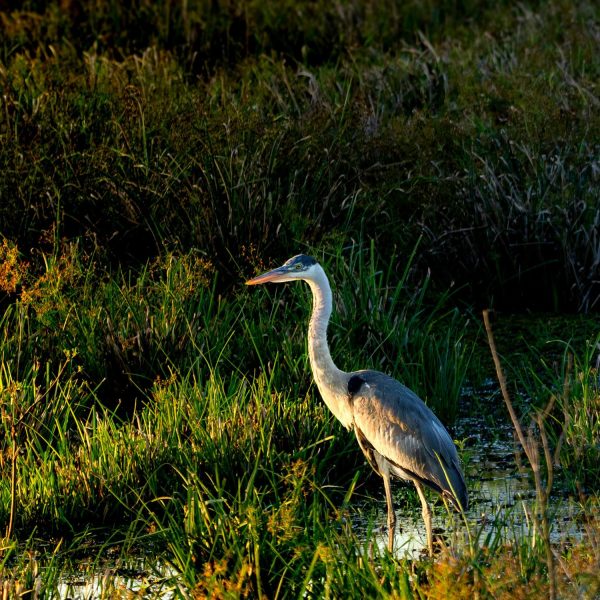 Safaris de vida silvestre3